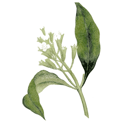 Leafy branch with flower buds - Medical Botany, Volume 4 - 1832