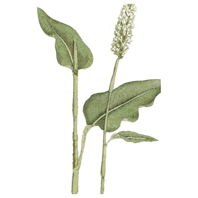 Bistort - Medical Botany, Volume 4 - 1832