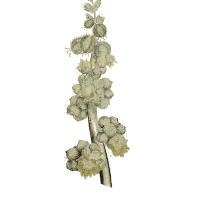 Green flower spike - Medical Botany, Volume 4 - 1832