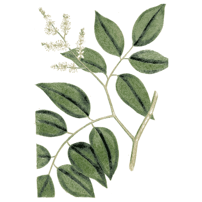 Pinnate-leaved branch with flower spike - Medical Botany, Volume 4 - 1832
