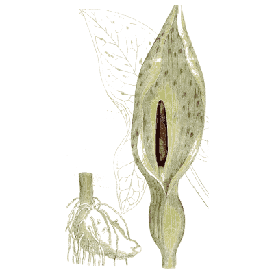 Cuckoo pint arum - Medical Botany, Volume 4 - 1832