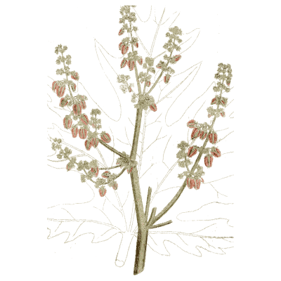 Flowering panicle plant - Medical Botany, Volume 4 - 1832
