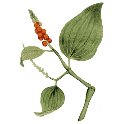 Climber with red berries - Medical Botany, Volume 4 - 1832