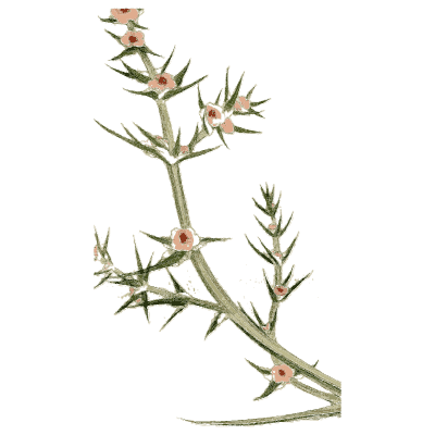 Spiny shrub with pink flowers - Medical Botany, Volume 4 - 1832