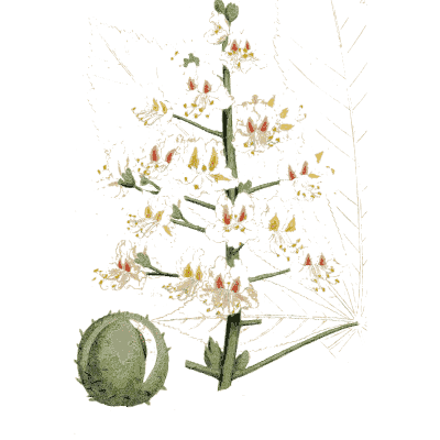 Horse chestnut flower spike - Medical Botany, Volume 4 - 1832