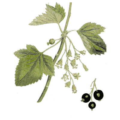 Blackcurrant branch - Medical Botany, Volume 4 - 1832