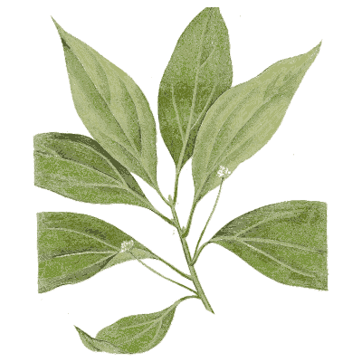 Camphor tree leaves - Medical Botany, Volume 4 - 1832