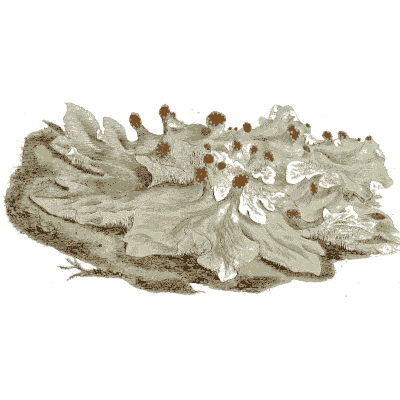 Leafy lichen - Medical Botany, Volume 4 - 1832