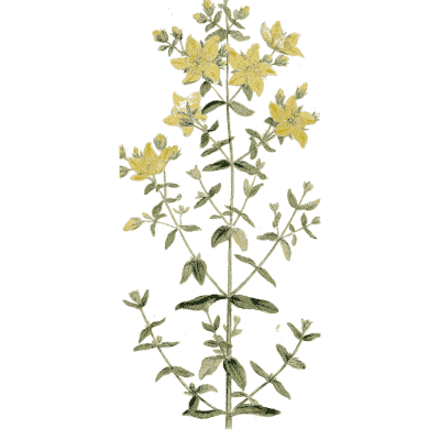 St John's wort - Medical Botany, Volume 4 - 1832
