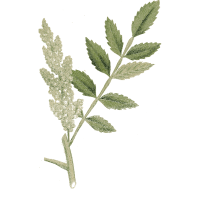 Pinnate-leaved stem with flower spike - Medical Botany, Volume 4 - 1832
