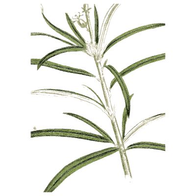 Narrow-leaved flowering stem - Medical Botany, Volume 4 - 1832