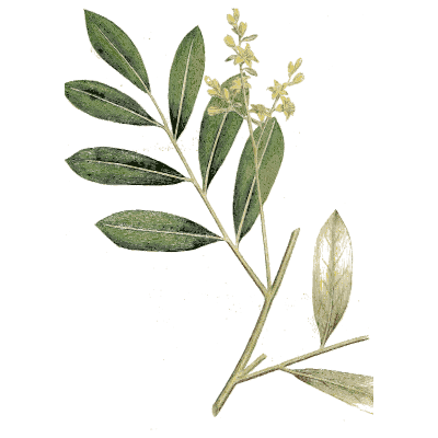 Leafy branch with yellow flowers and pod - Medical Botany, Volume 4 - 1832