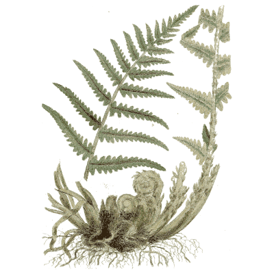 Male fern 01 - Medical Botany, Volume 4 - 1832