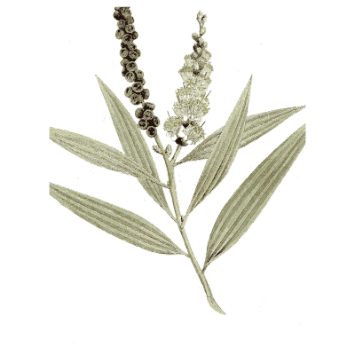 Cajeput tree branch - Medical Botany, Volume 4 - 1832