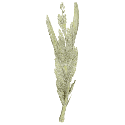 Grass flower head - Medical Botany, Volume 4 - 1832