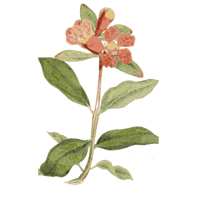 Pink-red flower with oval leaves - Medical Botany, Volume 4 - 1832