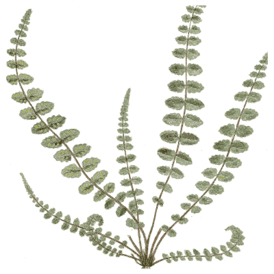 Spleenwort fern fronds - Medical Botany, Volume 4 - 1832