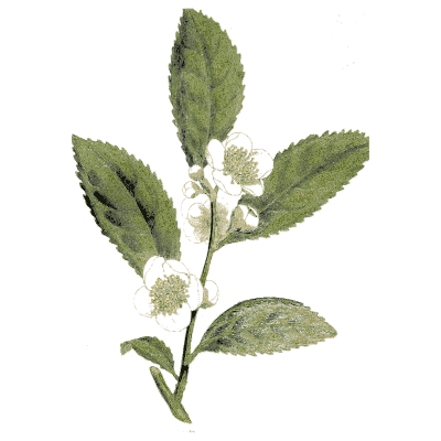 Tea plant branch - Medical Botany, Volume 4 - 1832