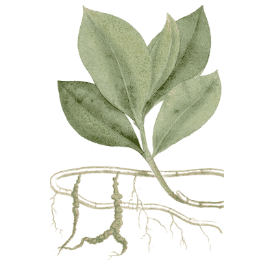 Plant with creeping roots - Medical Botany, Volume 4 - 1832