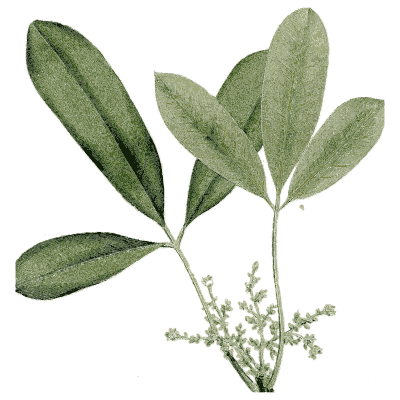 Leafy branch with flower cluster - Medical Botany, Volume 4 - 1832