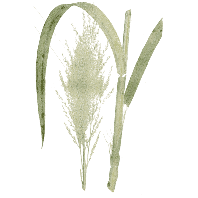 Reed grass plume - Medical Botany, Volume 4 - 1832
