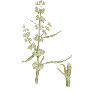 Water dock flower spike - Medical Botany, Volume 4 - 1832