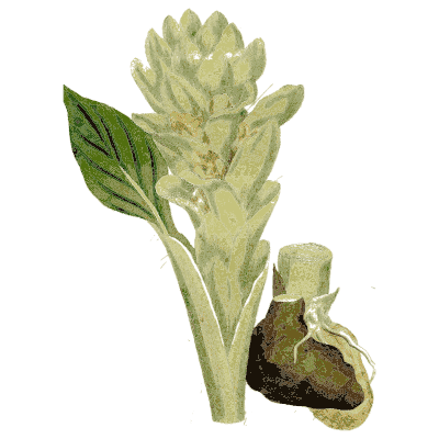 Ginger family plant with cut rhizome - Medical Botany, Volume 4 - 1832