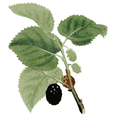 Black mulberry branch - Medical Botany, Volume 4 - 1832
