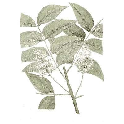 Pinnate-leaved branch with white flowers - Medical Botany, Volume 4 - 1832