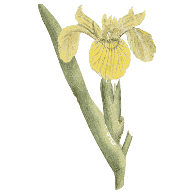 Yellow flag iris - Medical Botany, Volume 4 - 1832