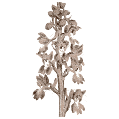 Orchid flower spike - Medical Botany, Volume 4 - 1832
