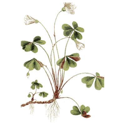 Wood sorrel - Medical Botany, Volume 4 - 1832