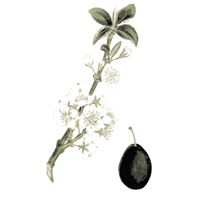 Plum branch with blossom and fruit - Medical Botany, Volume 4 - 1832
