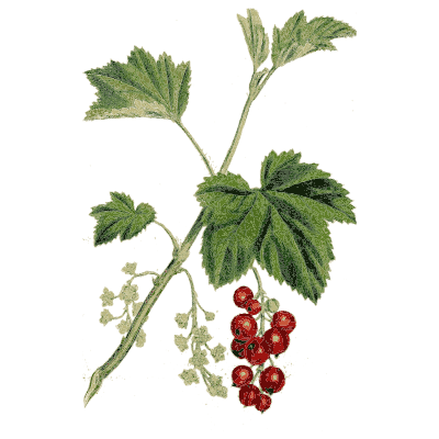Redcurrant branch - Medical Botany, Volume 4 - 1832