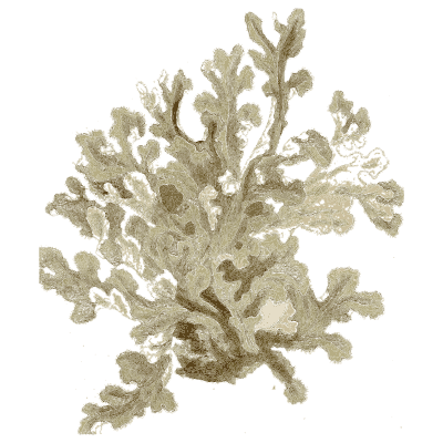 Branching lichen - Medical Botany, Volume 4 - 1832