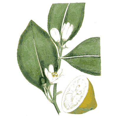 Lemon branch with blossom and cut fruit - Medical Botany, Volume 4 - 1832