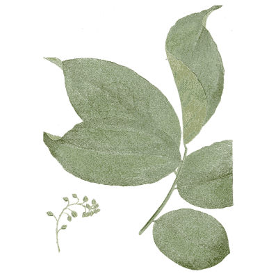 Broad-leaved branch - Medical Botany, Volume 4 - 1832
