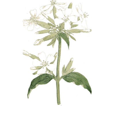 Soapwort - Medical Botany, Volume 4 - 1832