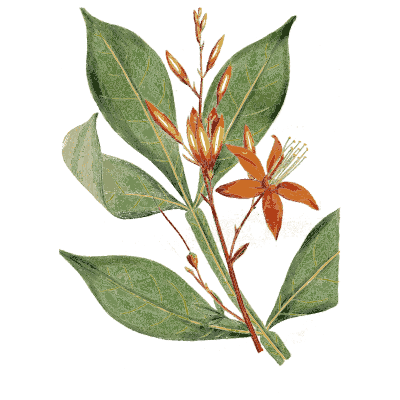 Leafy branch with orange flowers - Medical Botany, Volume 4 - 1832
