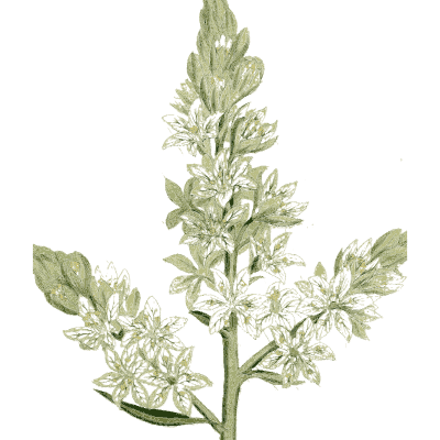 Pale flowering spike - Medical Botany, Volume 4 - 1832