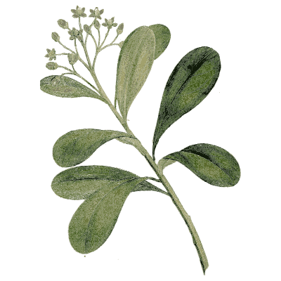 Leafy branch with small star flowers - Medical Botany, Volume 4 - 1832