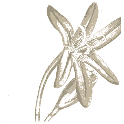 Pale lily-like flower - Medical Botany, Volume 4 - 1832