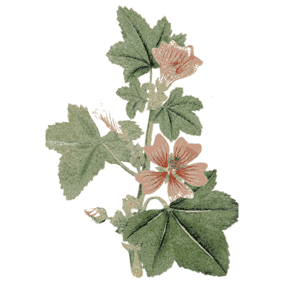 Common mallow - Medical Botany, Volume 4 - 1832