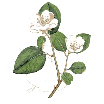 White blossom branch - Medical Botany, Volume 4 - 1832