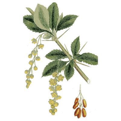 Barberry branch with berries - Medical Botany, Volume 4 - 1832