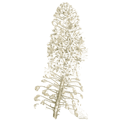 Black cohosh spike - Medical Botany, Volume 4 - 1832