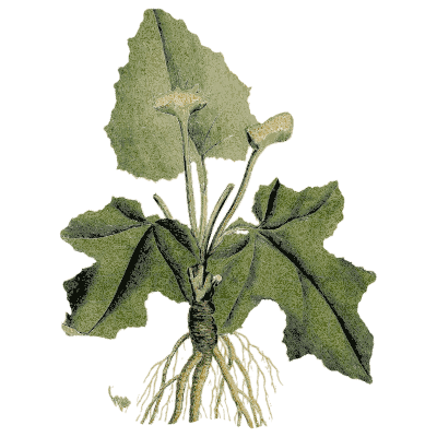 Mayapple with root - Medical Botany, Volume 4 - 1832