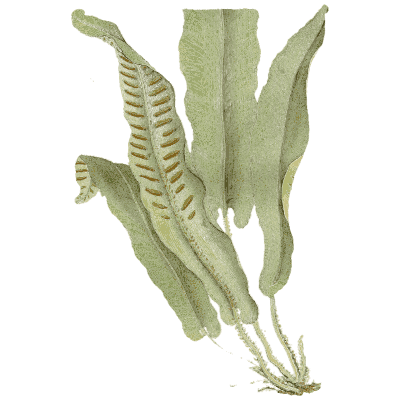 Male fern 02 - Medical Botany, Volume 4 - 1832