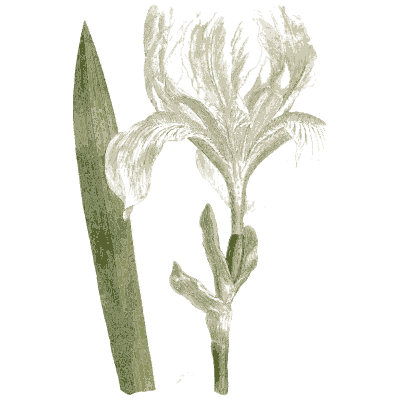 Blue flag iris - Medical Botany, Volume 4 - 1832