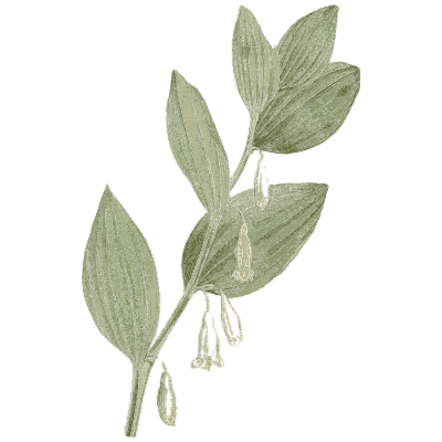 Solomon's seal - Medical Botany, Volume 4 - 1832